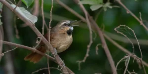 estrelinha-preta