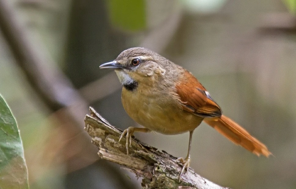 estrelinha-preta