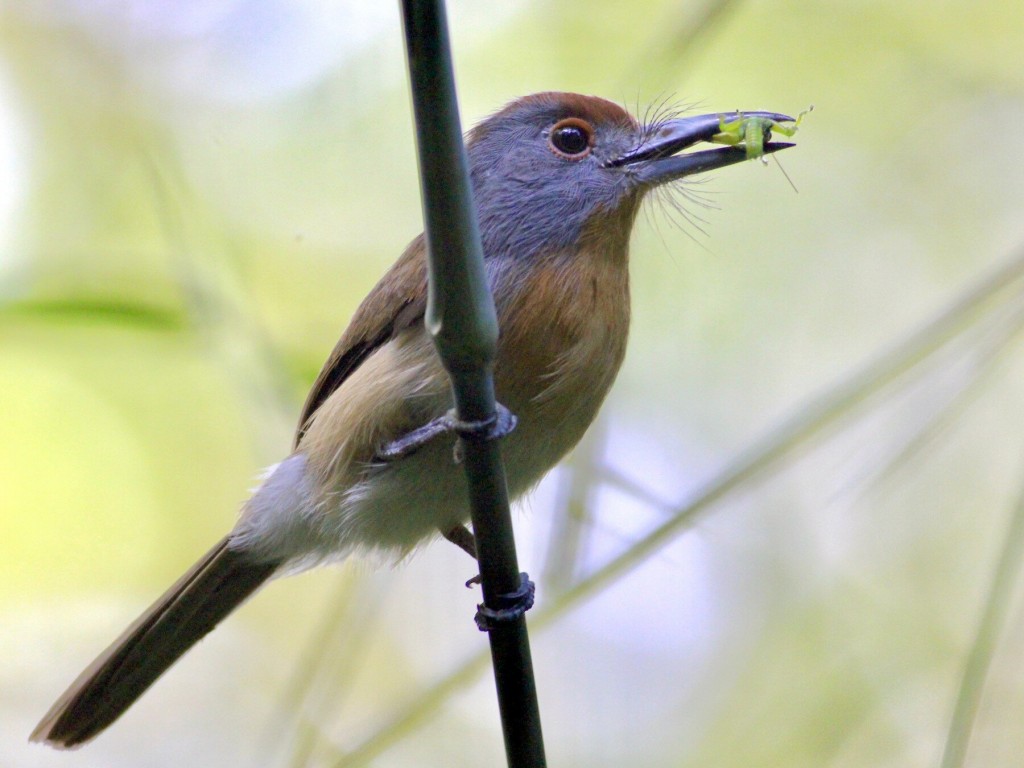 freirinha-de-coroa-castanha