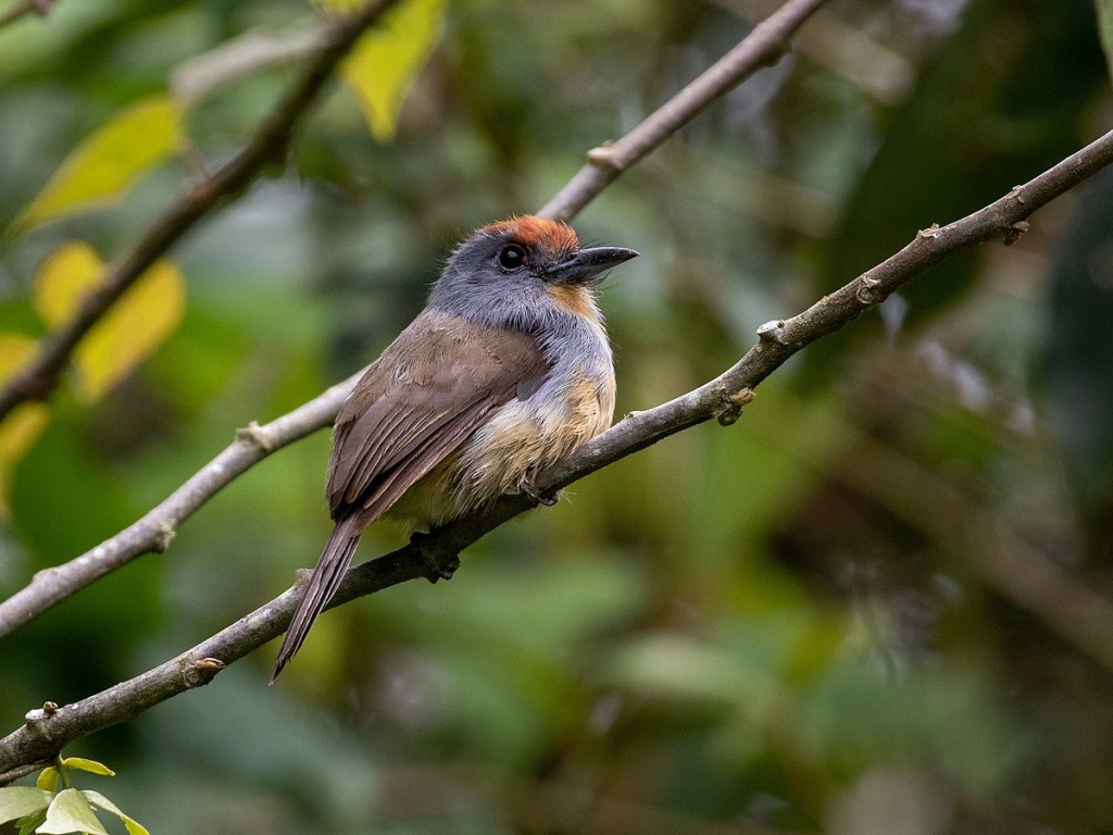 freirinha-de-coroa-castanha