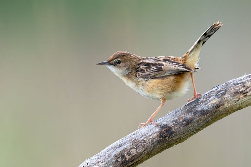 fuinha-dos-juncos