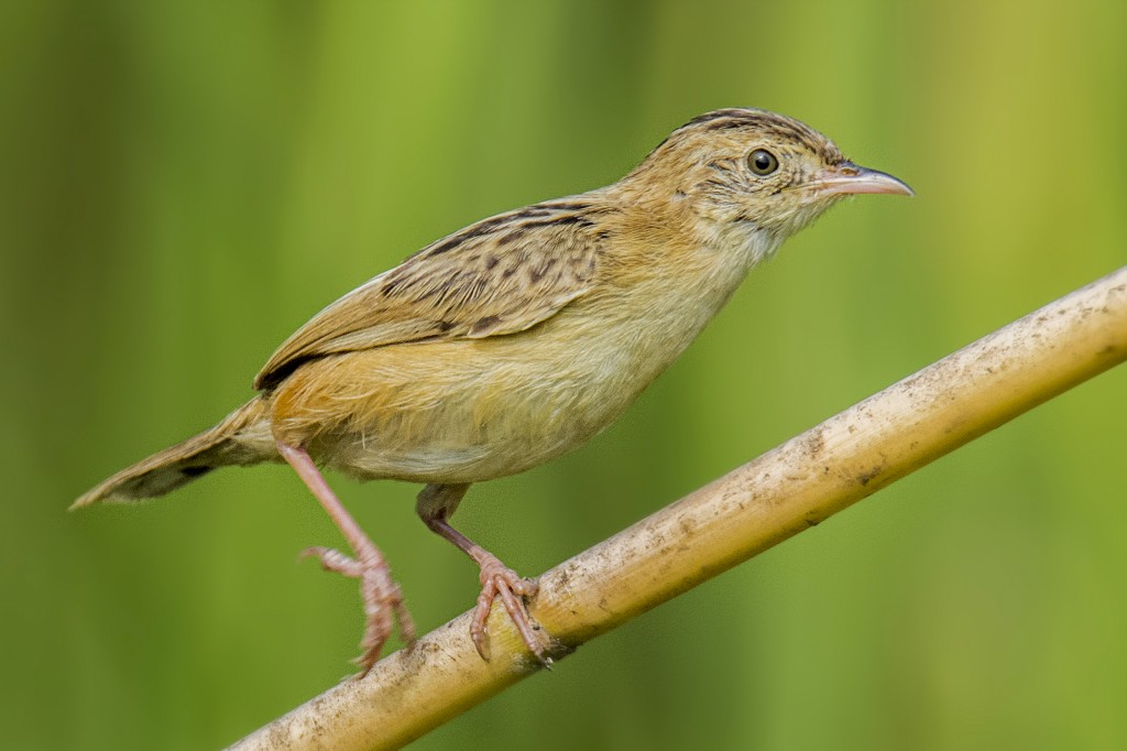 fuinha-dos-juncos