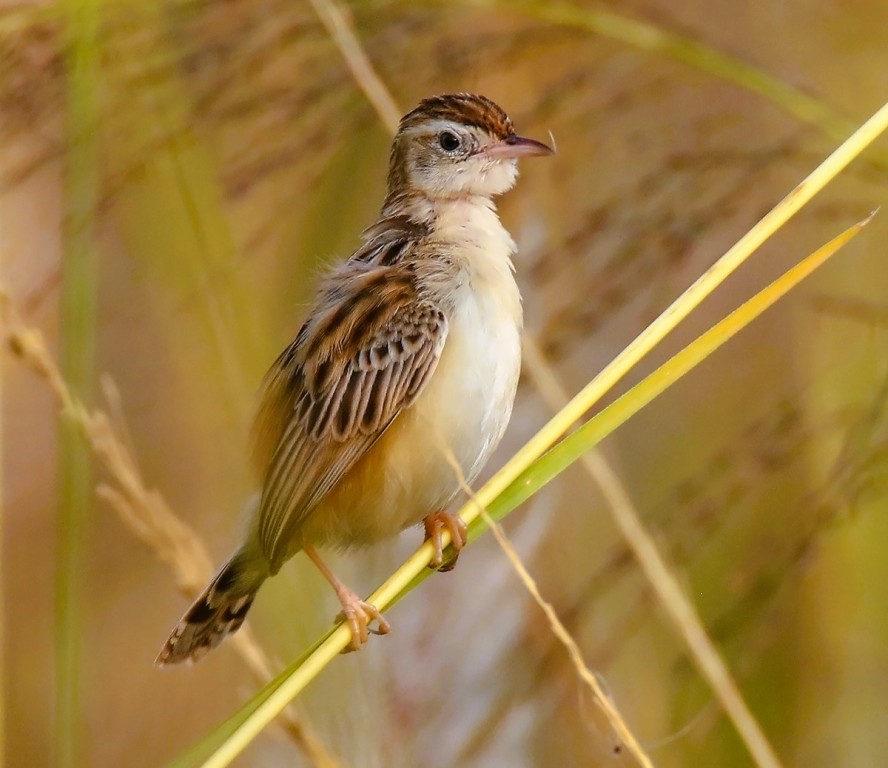 fuinha-dos-juncos