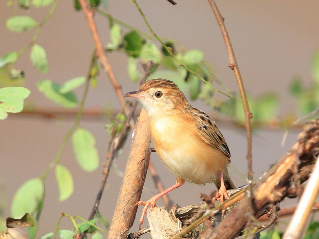 fuinha-dos-juncos