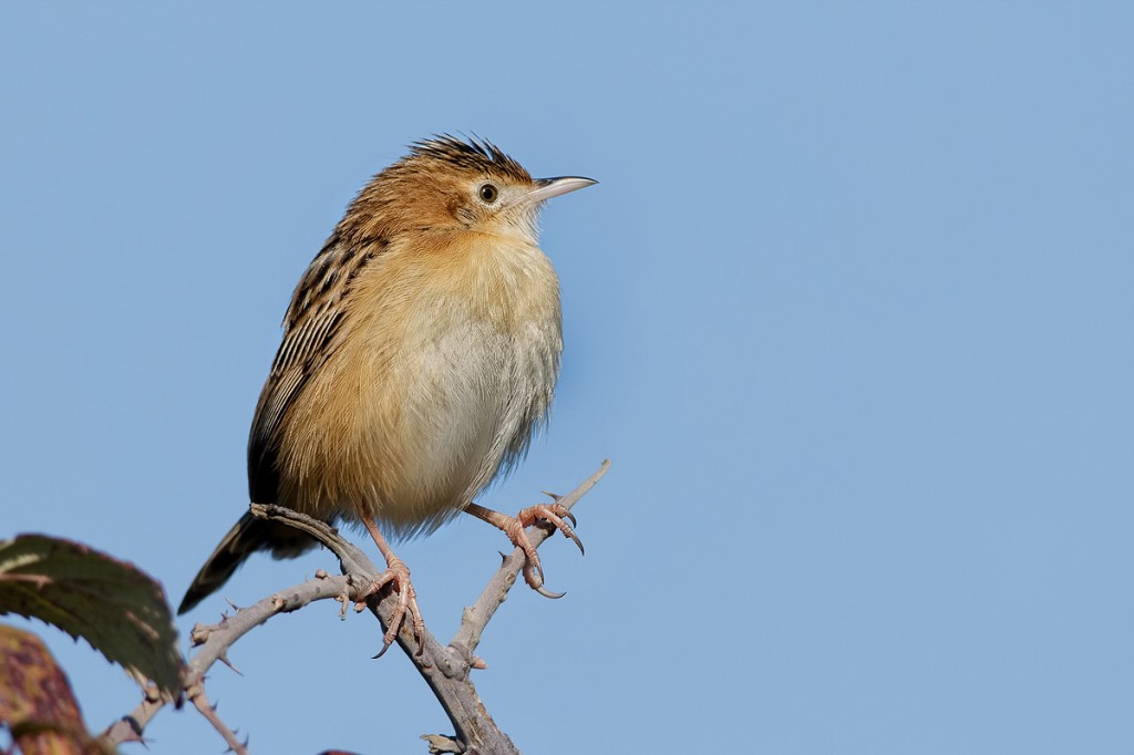 fuinha-dos-juncos