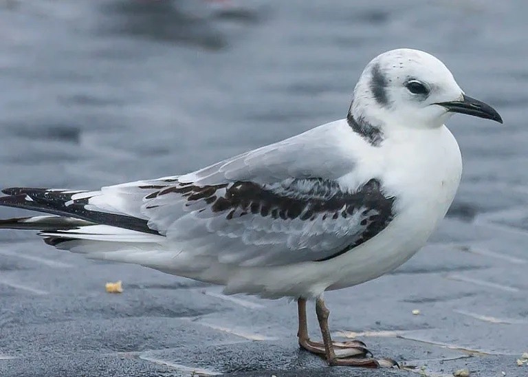 gaivota-tridactila 