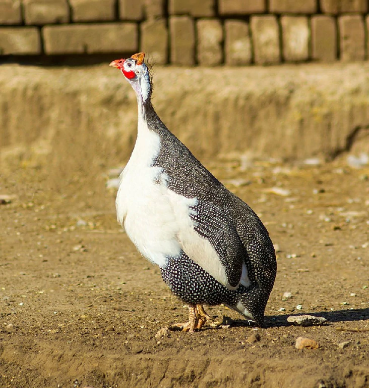 galinha da angola de peito branco 