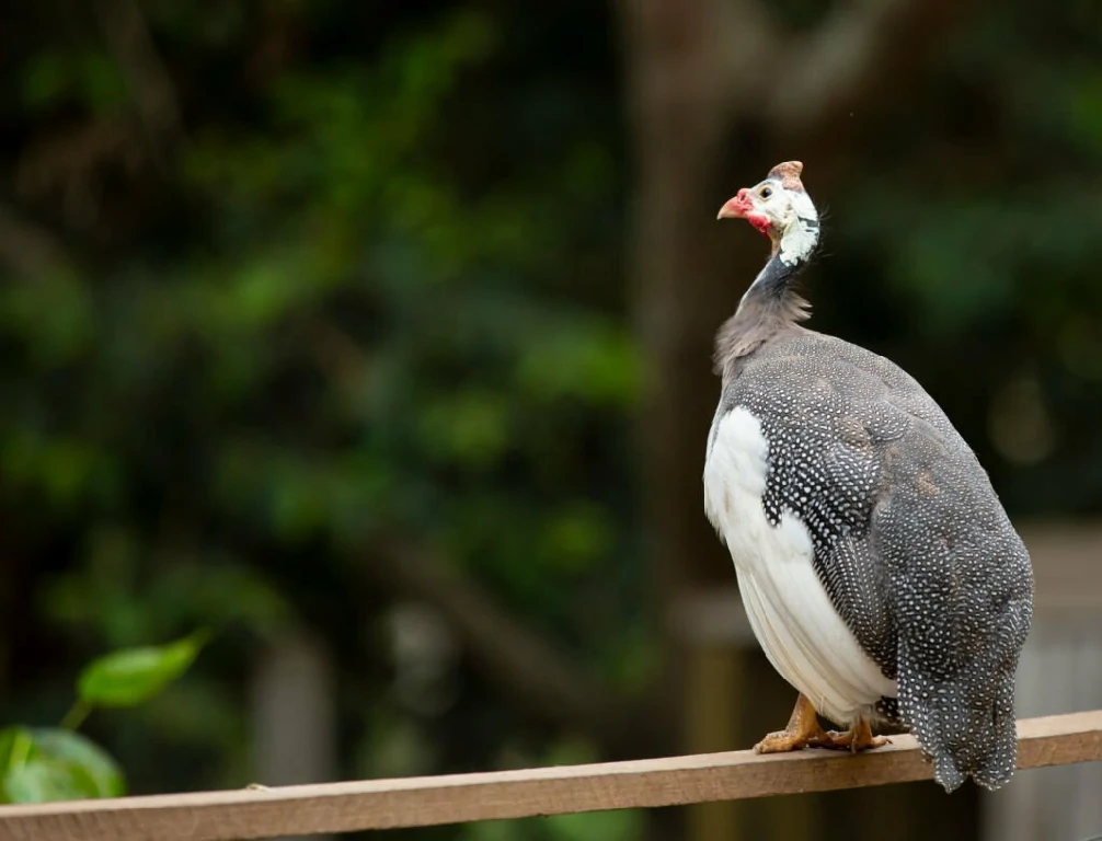 galinha da angola de peito branco 