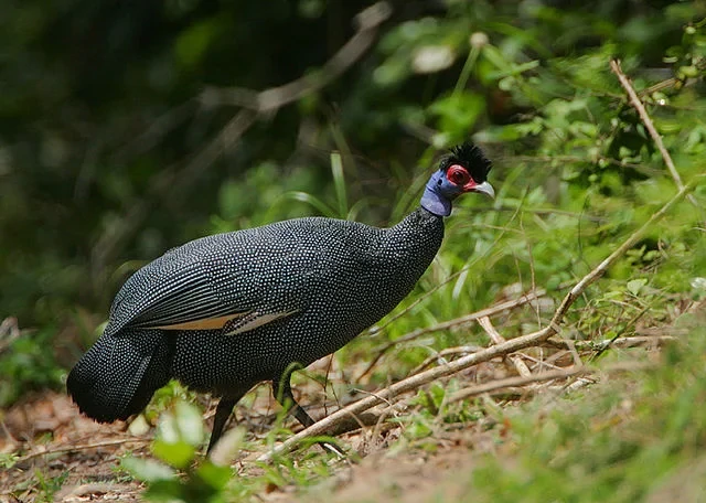 galinha da angola fraca-cristata