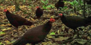 galinha da angola negra