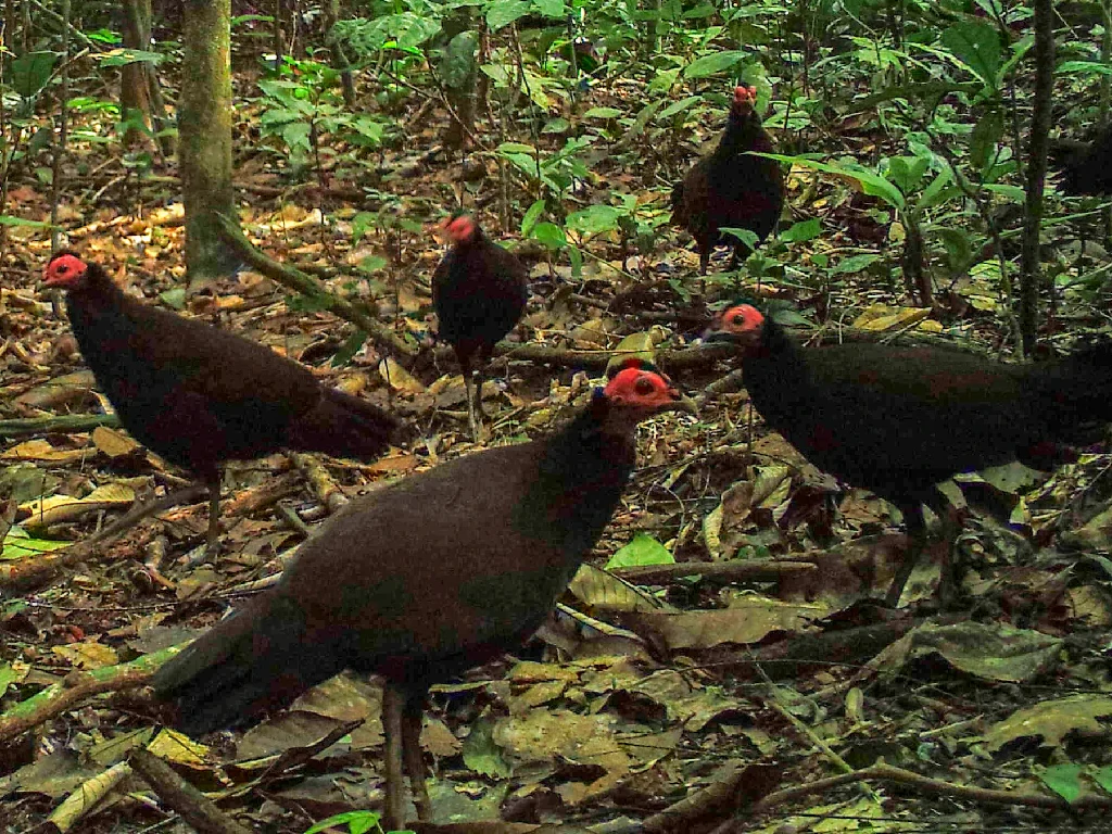 galinha da angola negra