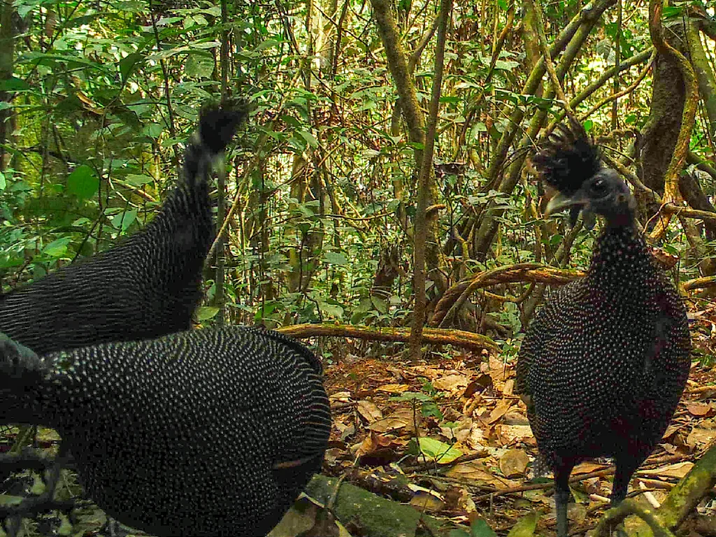 galinha da angola plumifera 