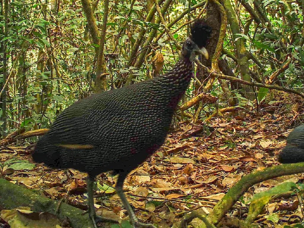 galinha da angola plumifera