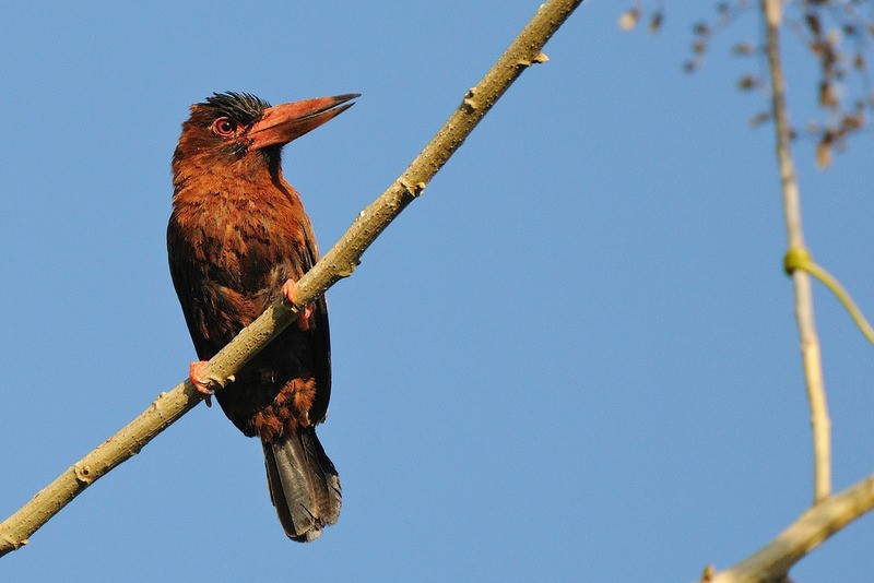 habitat da ariramba-castanha