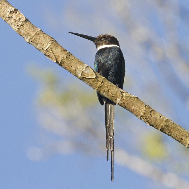 habitat da ariramba-do-paraíso