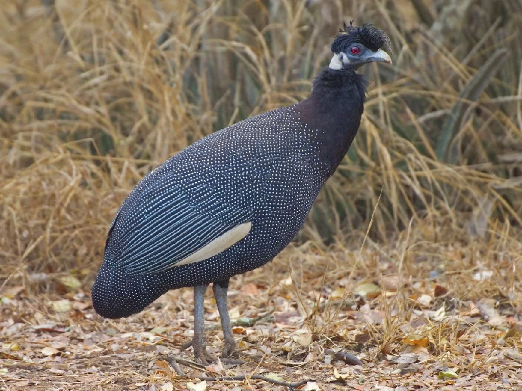 habitat da galinha da angola fraca-cristata