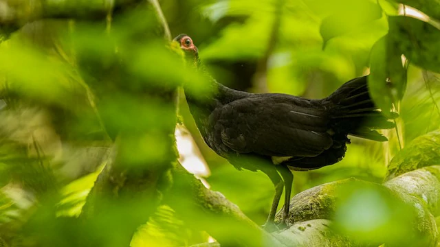 habitat da galinha da angola negra