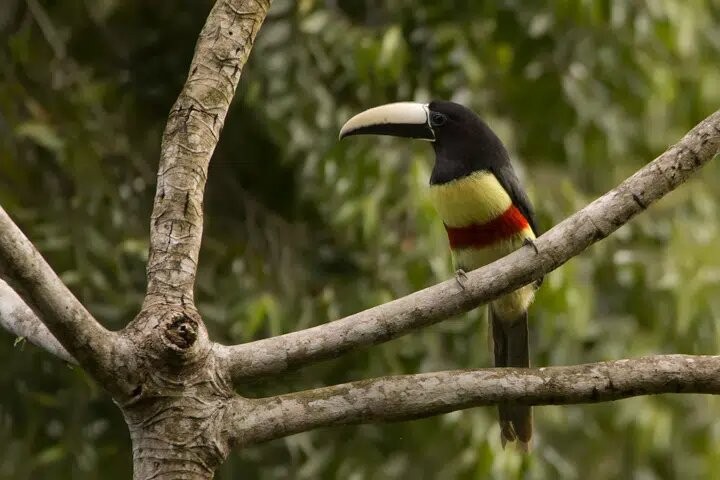 habitat do aracari-de-bico-branco