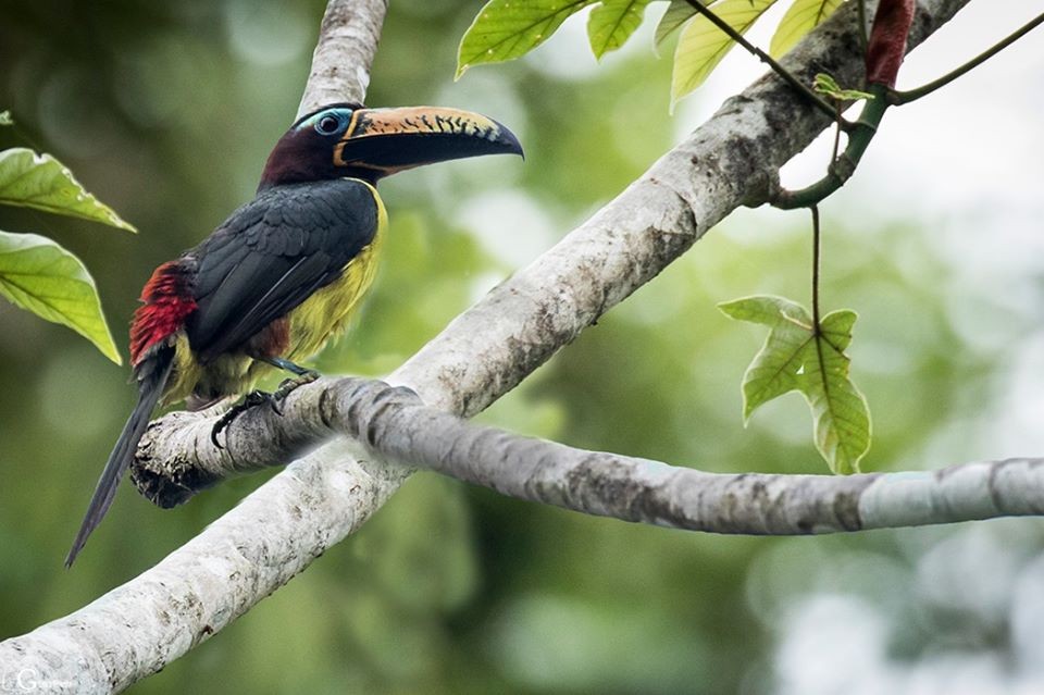 habitat do aracari-de-bico-riscado