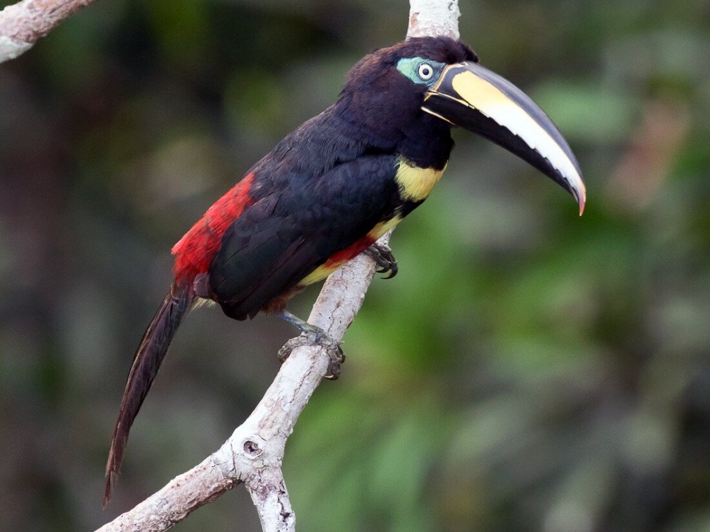 habitat do aracari-de-cinta-dupla