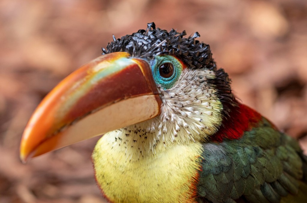 habitat do aracari-mulato