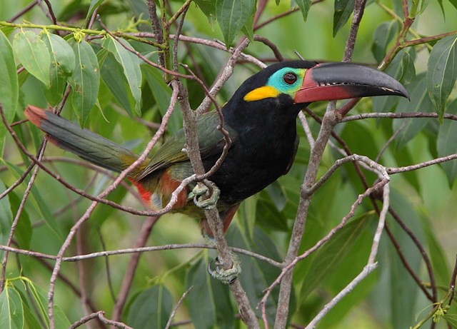 habitat do aracari-negro