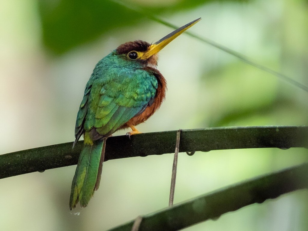 habitat do ariramba-de-bico-amarelo