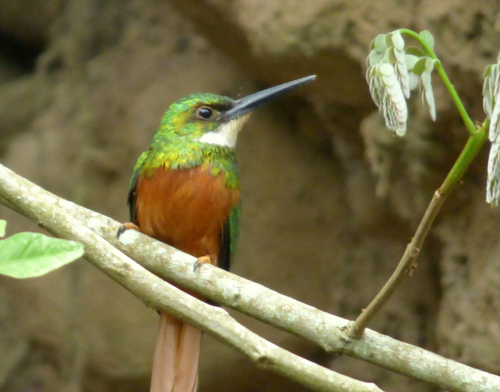 habitat do ariramba-de-cauda-ruiva