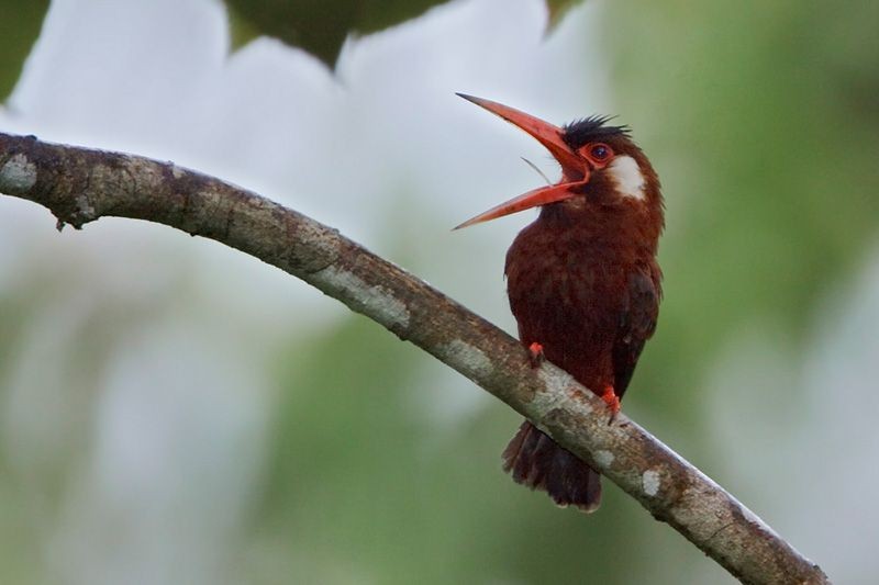 habitat do ariramba-vermelha