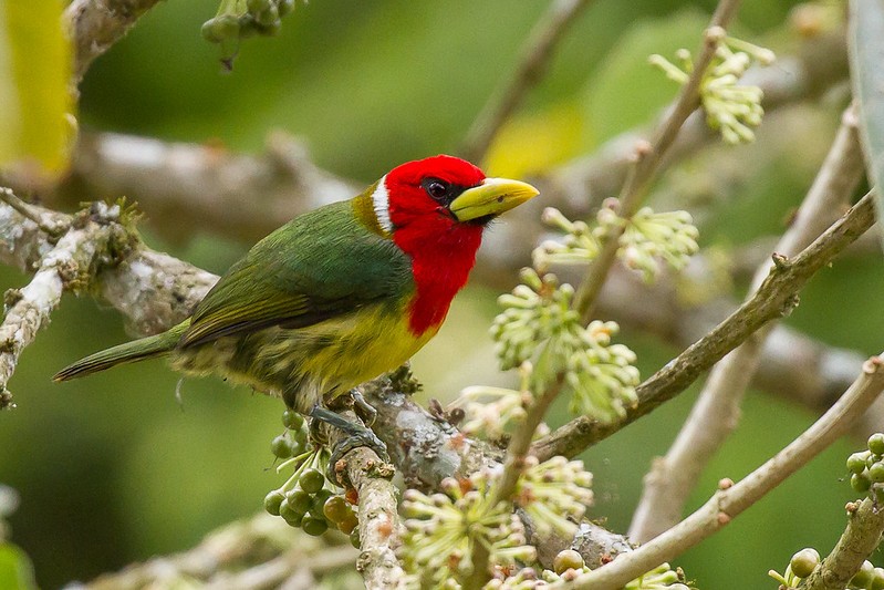 habitat do barbet-de-cabeca-vermelha