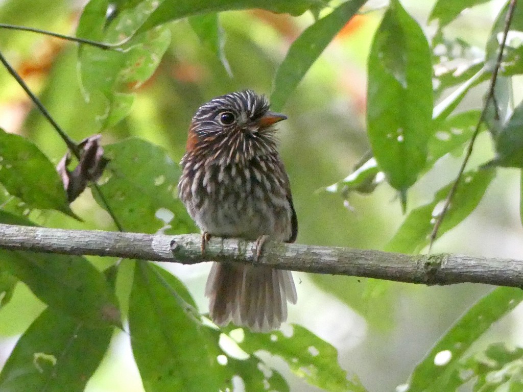 habitat do barbudo-de-coleira