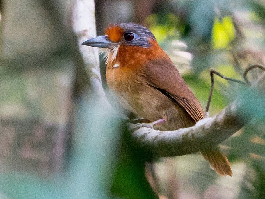 habitat do barbudo-de-pescoco-ferrugem