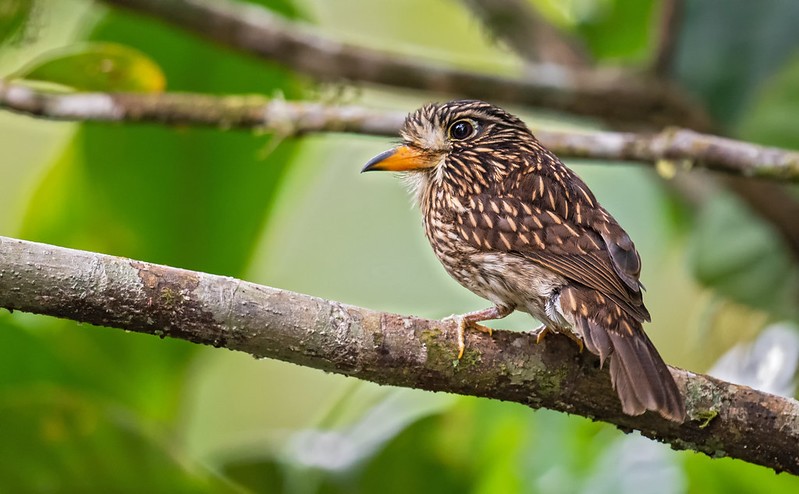 habitat do barbudo-pardo