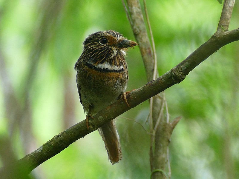 habitat do barbudo-rajado