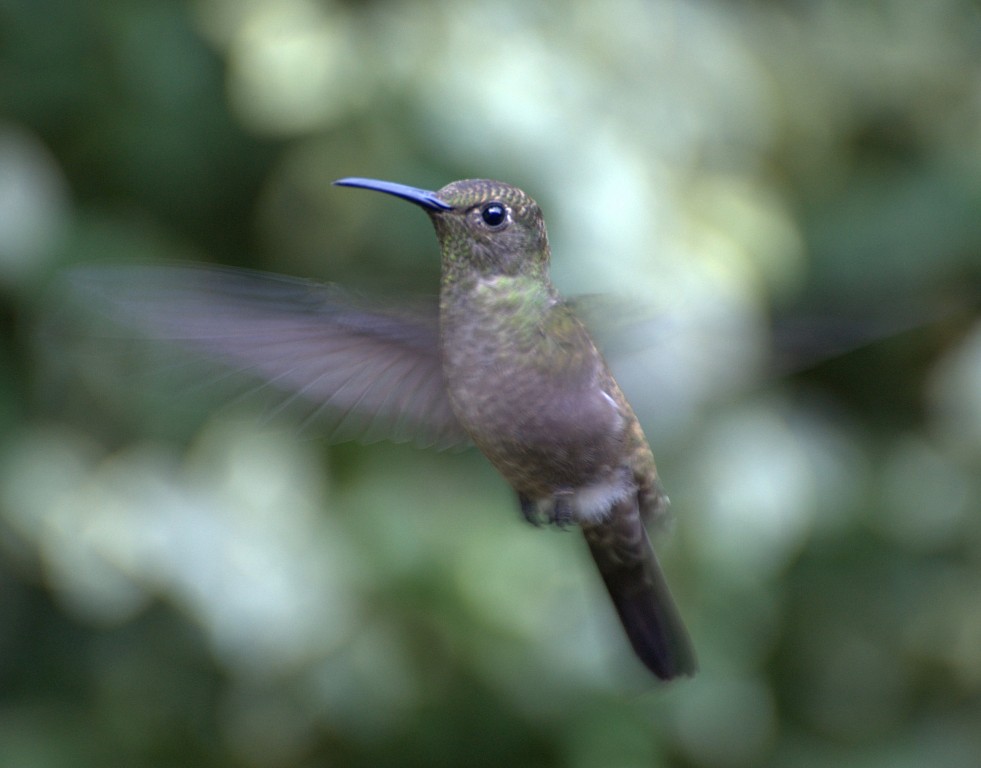 habitat do beija-flor-cinza