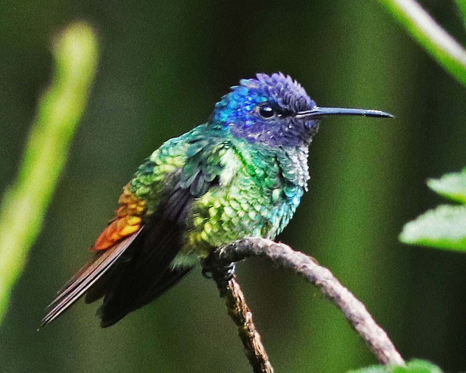 habitat do beija-flor-de-cauda-dourada