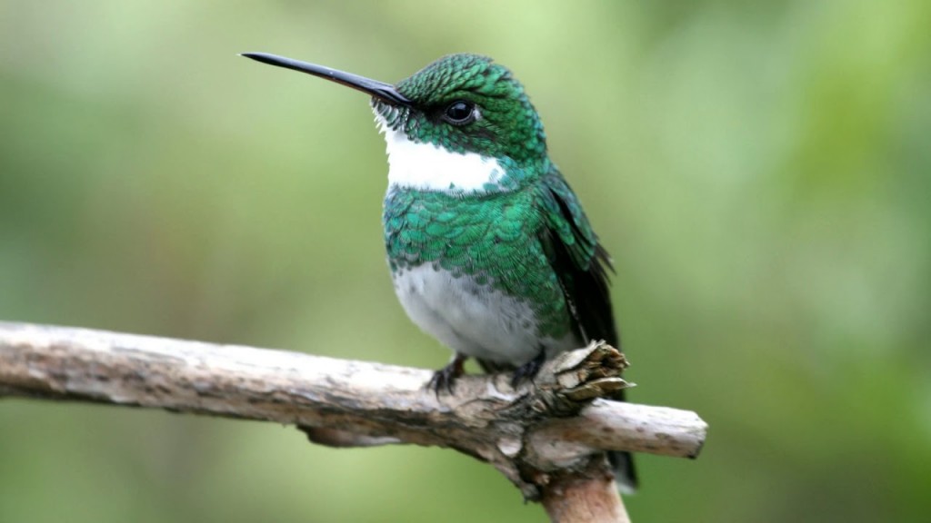 habitat do beija-flor-de-papo-branco