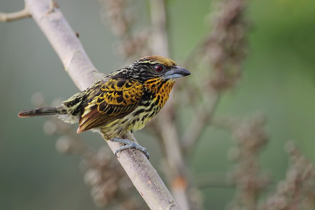 habitat do capitao-de-fronte-dourada