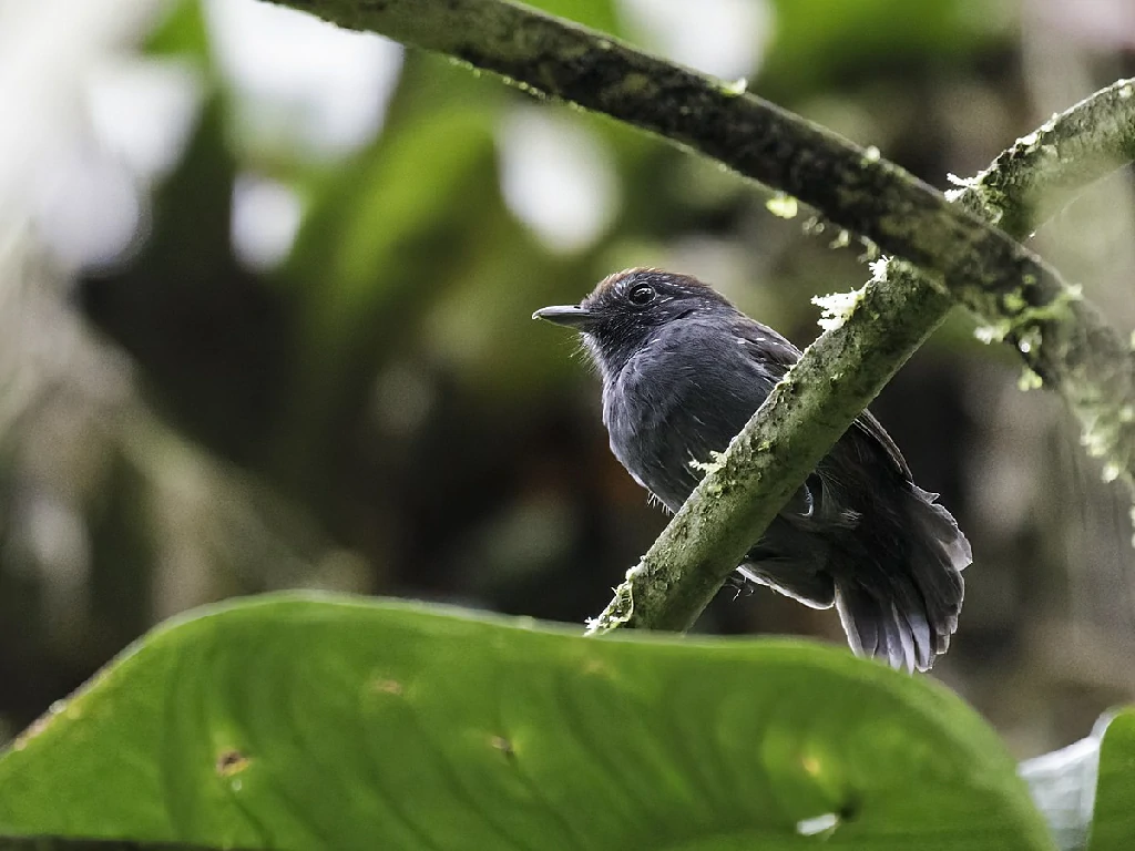 habitat do choca-preta