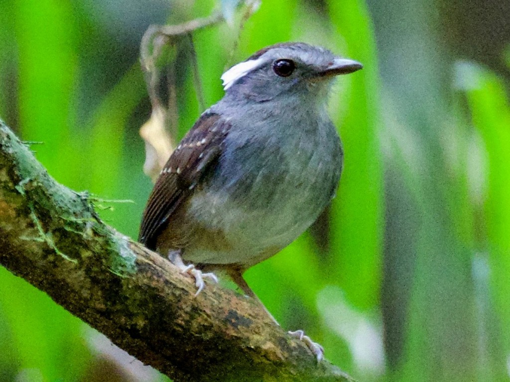 habitat do chupa-dente-do-peru