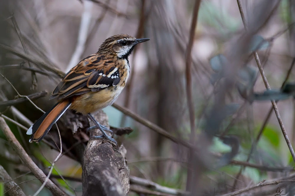 habitat do formigueiro-pintalgado