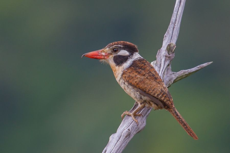 habitat do joao-bobo