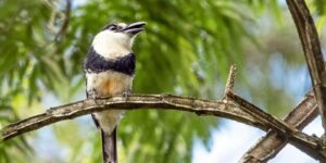 habitat do macuru-de-barriga-castanha