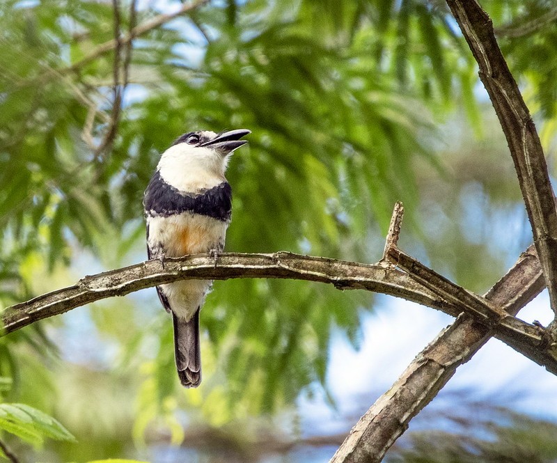 habitat do macuru-de-barriga-castanha