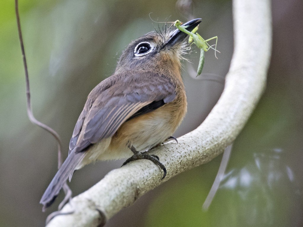 habitat do macuru-pardo