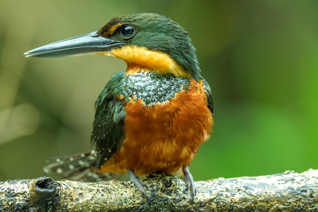 habitat do martim-pescador-da-mata