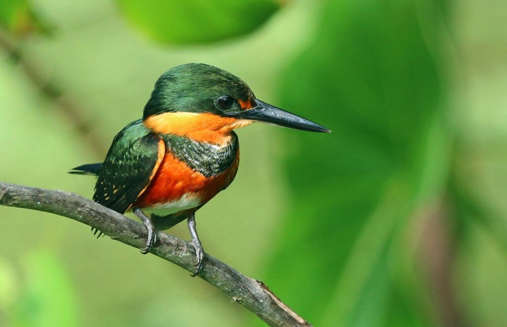 habitat do martim-pescador-miudo