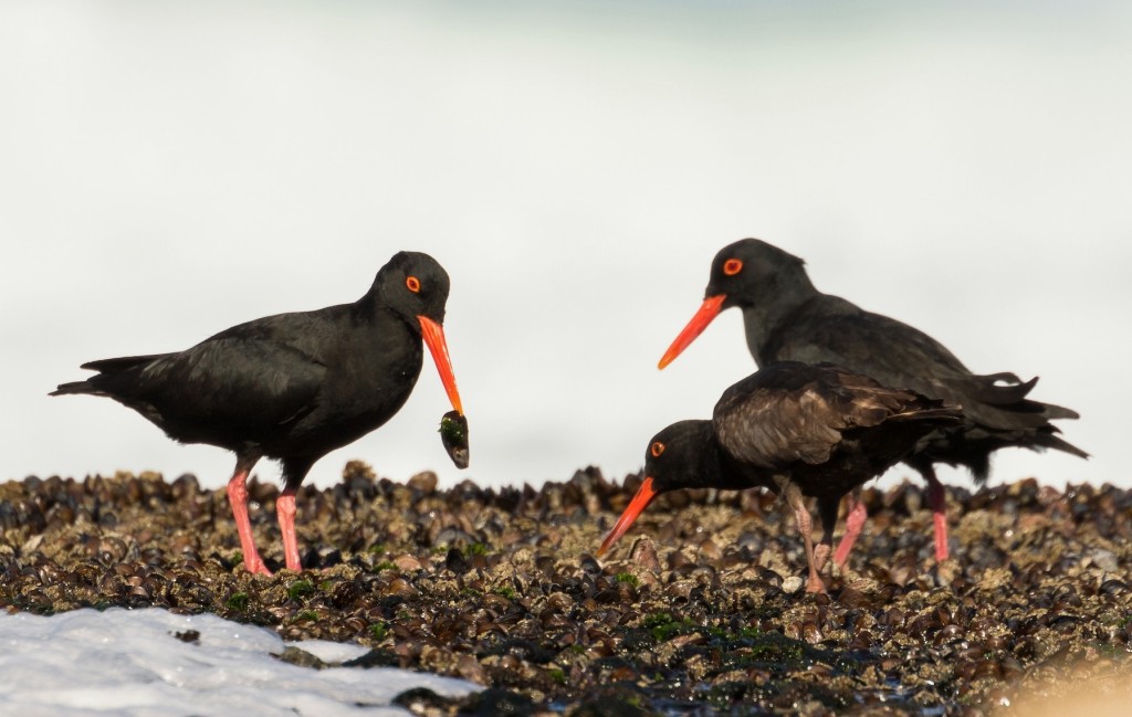 habitat do ostraceiro-das-canarias