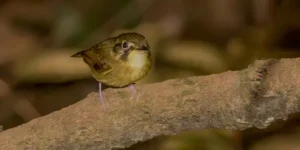 habitat do patinho-escuro