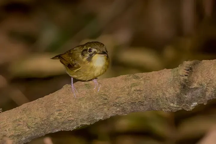 habitat do patinho-escuro